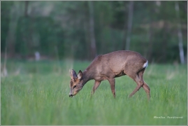<p>SRNEC OBECNÝ (Capreolus capreolus) --- /European roe deer - Reh/</p>